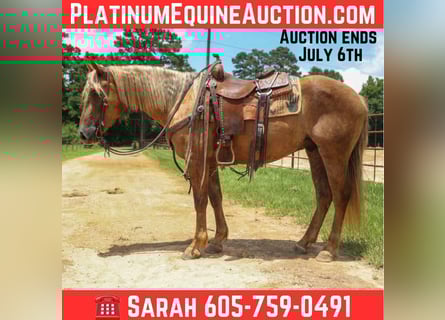 Draft Horse, Gelding, 5 years, 14,3 hh, Brown