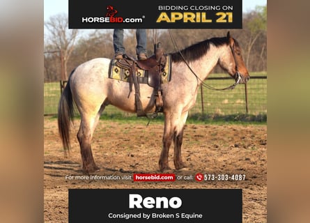 Draft Horse Mix, Gelding, 5 years, 15.3 hh, Roan-Bay