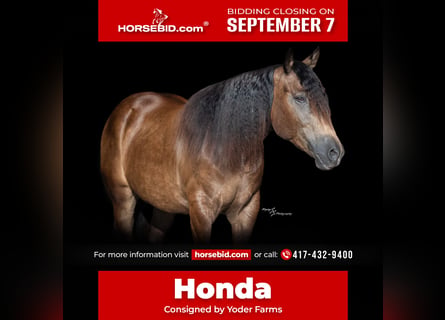Draft Horse Mix, Gelding, 5 years, 15 hh, Buckskin