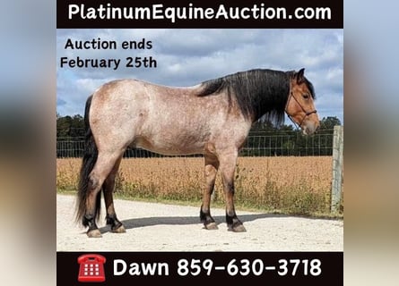 Draft Horse, Gelding, 5 years, 15 hh, Roan-Bay