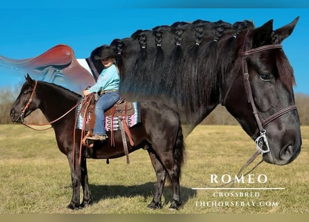 Draft Horse, Gelding, 5 years, 15,1 hh, Black