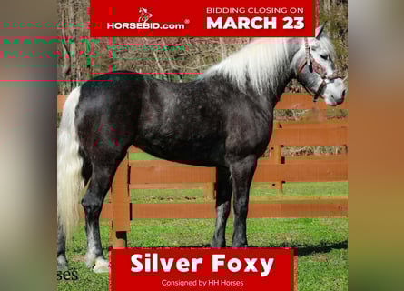 Draft Horse Mix, Gelding, 5 years, 15,2 hh, Grey