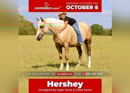 Draft Horse Mix, Gelding, 5 years, 15,2 hh, Palomino