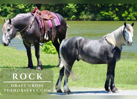Draft Horse, Gelding, 5 years, 15,3 hh, Gray-Dapple