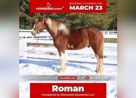 Draft Horse Mix, Gelding, 5 years, 15,3 hh, Pinto