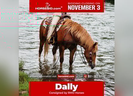 Draft Horse Mix, Gelding, 5 years, 15,3 hh, Sorrel