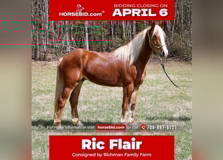 Draft Horse Mix, Gelding, 5 years, 16.1 hh, Sorrel