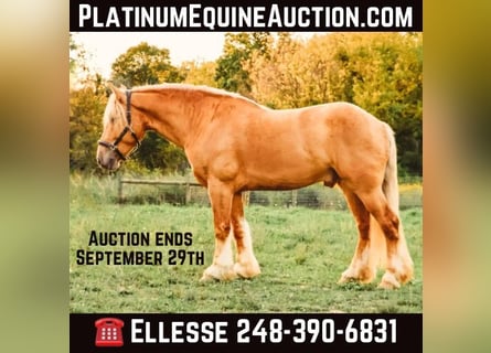 Draft Horse, Gelding, 5 years, 16,2 hh, Palomino