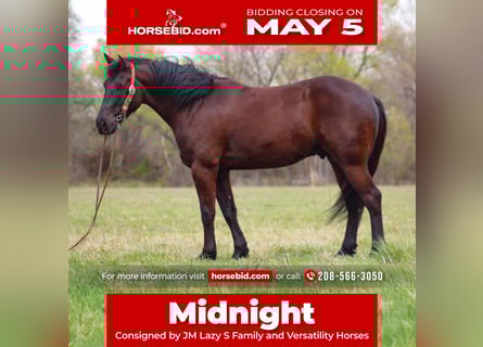 Draft Horse Mix, Gelding, 5 years, 16 hh, Bay-Dark