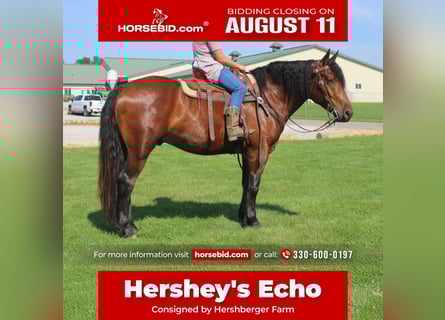 Draft Horse Mix, Gelding, 5 years, 16 hh, Bay
