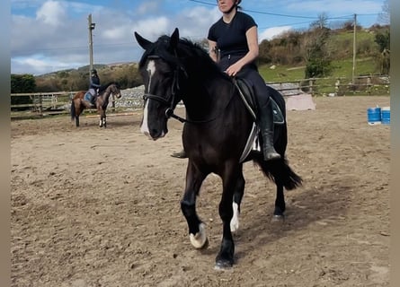 Draft Horse, Gelding, 5 years, 16 hh, Black