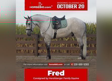 Draft Horse Mix, Gelding, 5 years, 16 hh, Grey