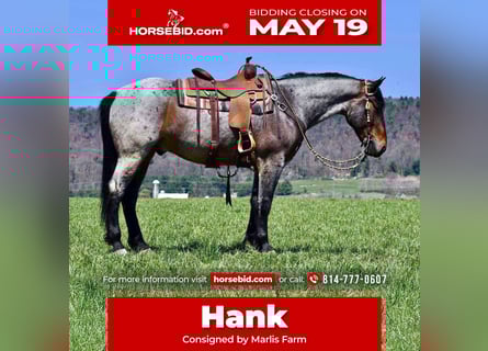Draft Horse Mix, Gelding, 5 years, 16 hh, Roan-Bay