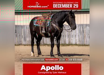 Draft Horse Mix, Gelding, 5 years, 16,1 hh, Black