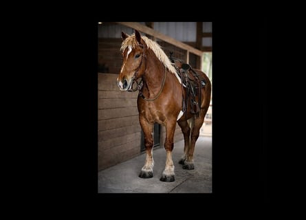 Draft Horse, Gelding, 5 years, 16,1 hh, Chestnut