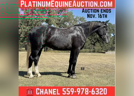 Draft Horse, Gelding, 5 years, 16,1 hh, Grey