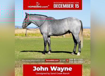 Draft Horse Mix, Gelding, 5 years, 16,1 hh, Roan-Blue