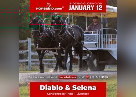 Draft Horse Mix, Gelding, 5 years, 16,2 hh, Black