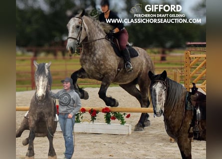 Draft Horse, Gelding, 5 years, 17 hh, Gray