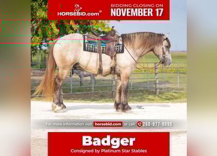 Draft Horse Mix, Gelding, 5 years, 17 hh, Grullo