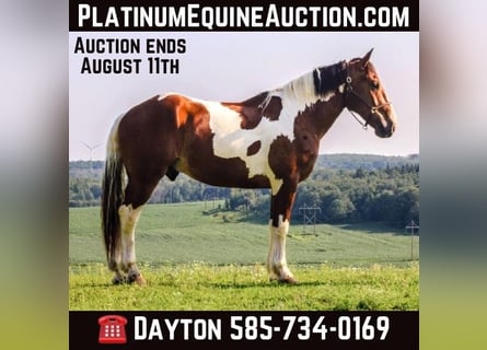 Draft Horse, Gelding, 5 years, 17 hh, Tobiano-all-colors