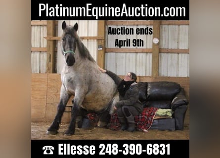 Draft Horse, Gelding, 5 years, Roan-Blue