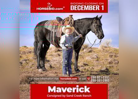 Draft Horse Mix, Gelding, 6 years, 14.3 hh, Black