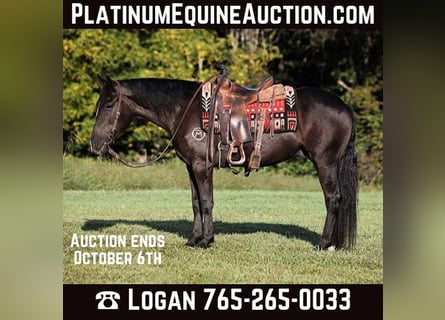 Draft Horse, Gelding, 6 years, 14,3 hh, Black