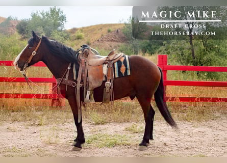 Draft Horse Mix, Gelding, 6 years, 14 hh, Bay