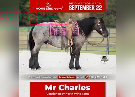 Draft Horse Mix, Gelding, 6 years, 14,1 hh, Roan-Blue