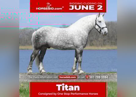 Draft Horse Mix, Gelding, 6 years, 15,2 hh, Gray-Dapple