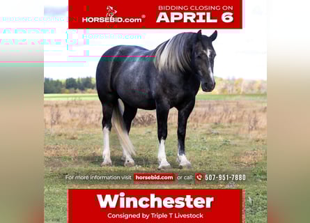 Draft Horse Mix, Gelding, 6 years, 15,2 hh, Grey