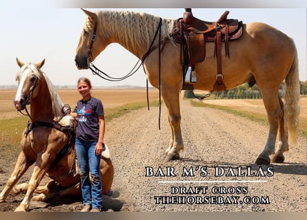Draft Horse, Gelding, 6 years, 16.1 hh, Palomino