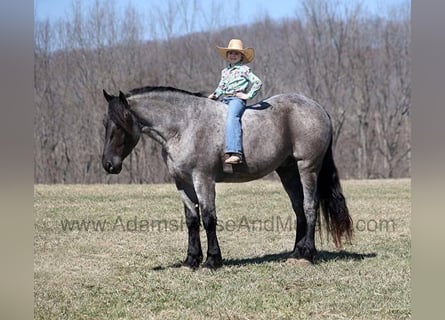 Draft Horse, Gelding, 6 years, 16.1 hh, Roan-Blue