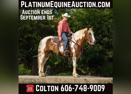 Draft Horse, Gelding, 6 years, 16,1 hh, Tobiano-all-colors