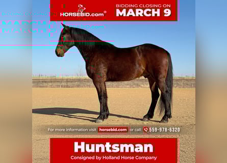 Draft Horse Mix, Gelding, 6 years, 16.2 hh, Bay