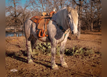 Draft Horse, Gelding, 6 years, 16.2 hh, Grey-Dapple