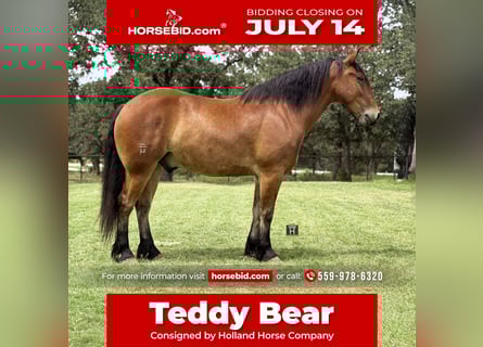 Draft Horse Mix, Gelding, 6 years, 16 hh, Bay