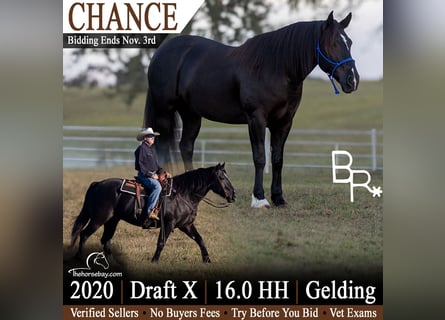 Draft Horse Mix, Gelding, 6 years, 16 hh, Black