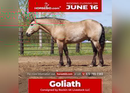 Draft Horse Mix, Gelding, 6 years, 16 hh, Buckskin