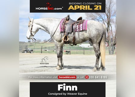 Draft Horse Mix, Gelding, 6 years, 16 hh, Grey-Dapple