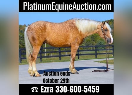 Draft Horse, Gelding, 6 years, 16 hh, Palomino