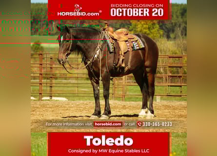 Draft Horse Mix, Gelding, 6 years, 16 hh, Roan-Bay