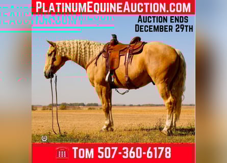 Draft Horse, Gelding, 6 years, 16,1 hh, Palomino