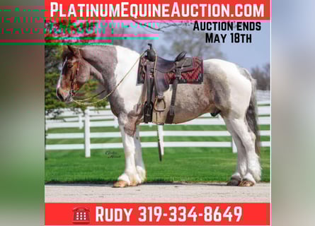 Draft Horse, Gelding, 6 years, 16,1 hh, Roan-Red