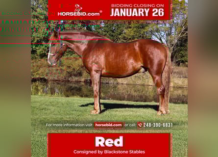 Draft Horse Mix, Gelding, 6 years, 16,2 hh, Chestnut