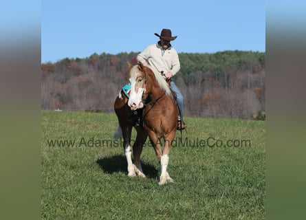 Draft Horse, Gelding, 6 years, 16,2 hh, Sorrel
