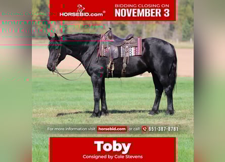 Draft Horse Mix, Gelding, 6 years, 16,3 hh, Black