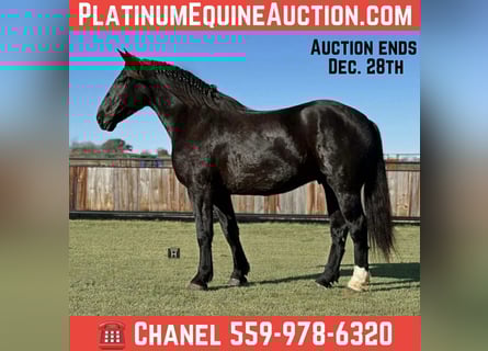 Draft Horse, Gelding, 6 years, 17 hh, Black