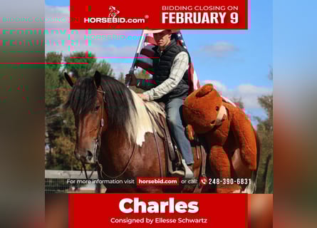 Draft Horse Mix, Gelding, 6 years, 17 hh, Pinto